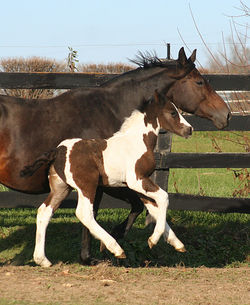 Lorenzocanteraway110717