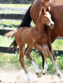 Neskecantertowards082218