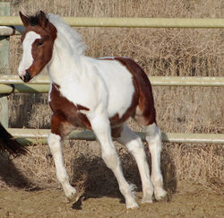 killianturning120624