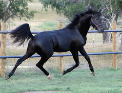 strykertrotaway090224