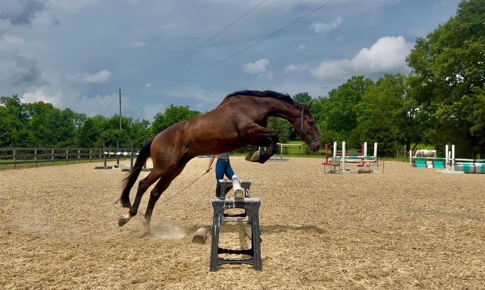 4yroldAresTBGelding