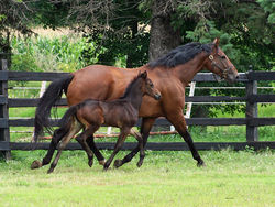 Lunaandfillytrotprofile