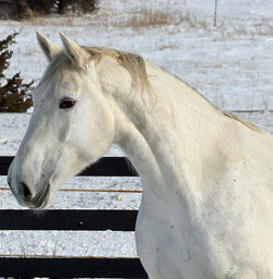 SilverLilyheadandneckprofile1207