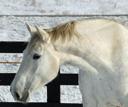 SilverLilyheadandneckprofileb1207