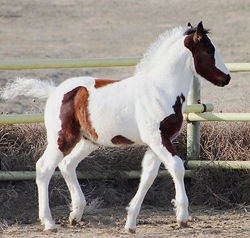 killianfancyboy120624