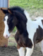 Freddie Mercury BEC PF