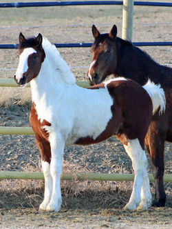 Killianstanding032725