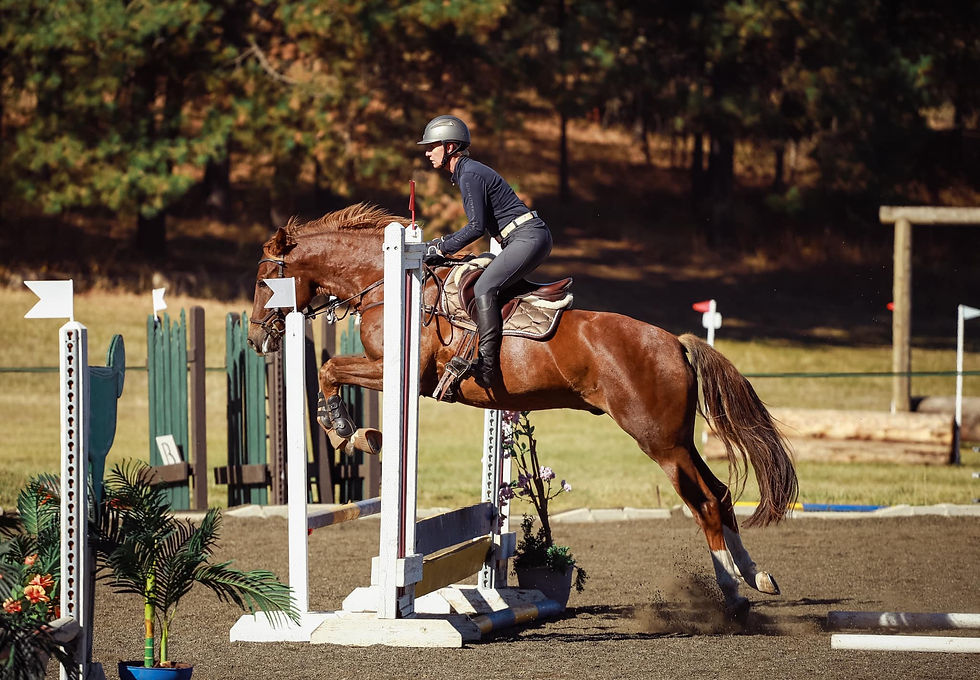 Blackshires Sequoia