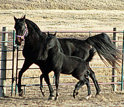 Strykerandgemtrot112522