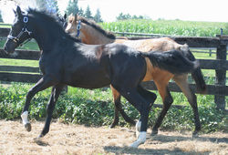 Briallencanterprofile072918