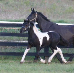 Siennatrottowards090618