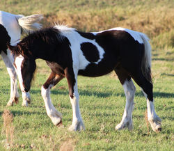 LazKatarinacoltwalking091523