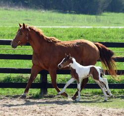 KenaiandsecretB042217