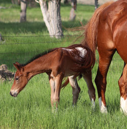 rhwandacoltlook060223