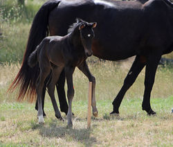 gemcoltlookatstake091722