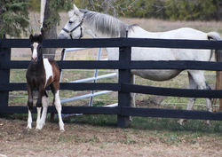 Alloraandfillystand110821