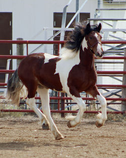 ponchocanteratb08222025