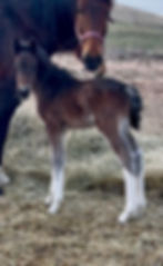 Vanquish x Kuzandra Colt