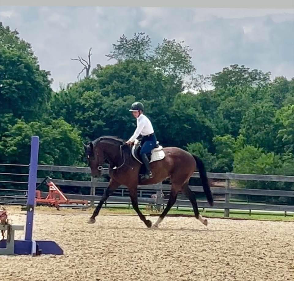 4yroldAresTBGelding2