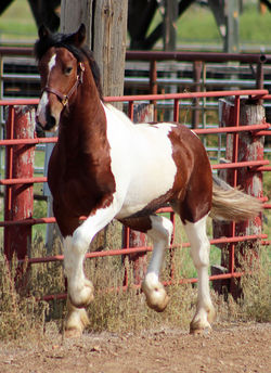 ponchotrotat08222025