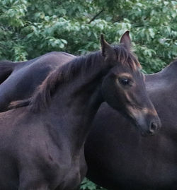 Friesiancoltprettyhead090921