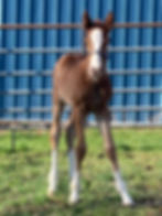 Ares Paint Filly