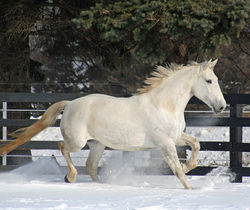 SilverLilyFrolicinSnow1207