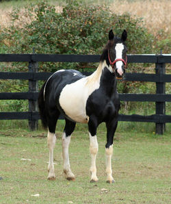 Lorenzostanding091818