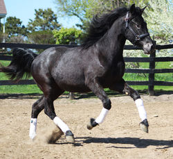 Marchellagallopat05082020