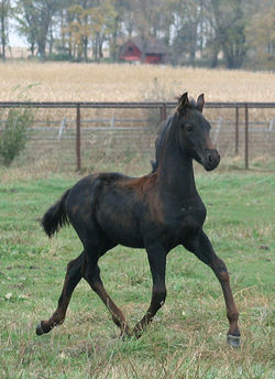 hesselfriesianmorgancolttrotto100811