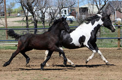 MorganandsitkatrotB050325