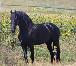 AitsestandingfrontB082425