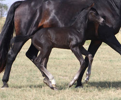 gemcoltgallopfancy091722