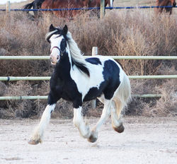 Sammylookatwhiletrotting10252025