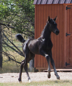 gemcoltcantertowards091722