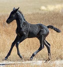 sitkafillycanter101324