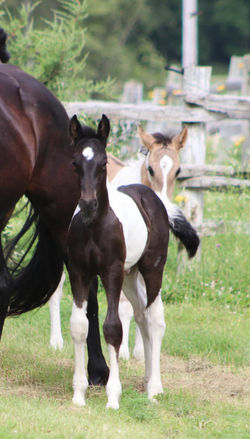 darcellacoltstandinglookingat072519