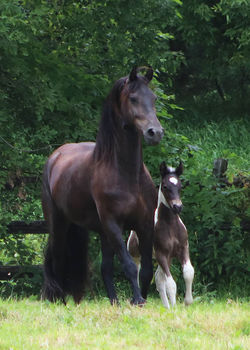 Herandcolttowards072519