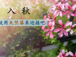 【用天竺葵來迎接秋天】芳療實務運用分享