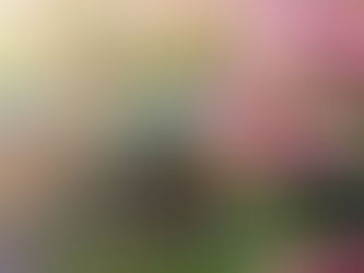 【用天竺葵來迎接秋天】芳療實務運用分享