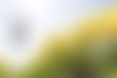 【節氣養生】大暑芳療應用