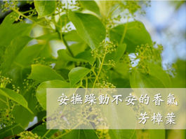 【撫慰躁動不安的甜美香氣——芳樟葉】