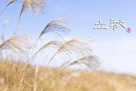 【節氣養生】立秋芳療應用