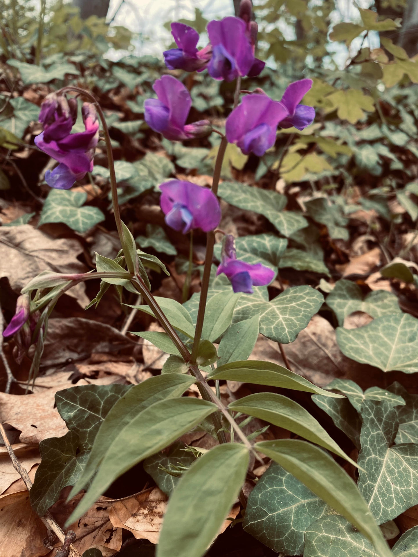 "Misleading Spring Pea"