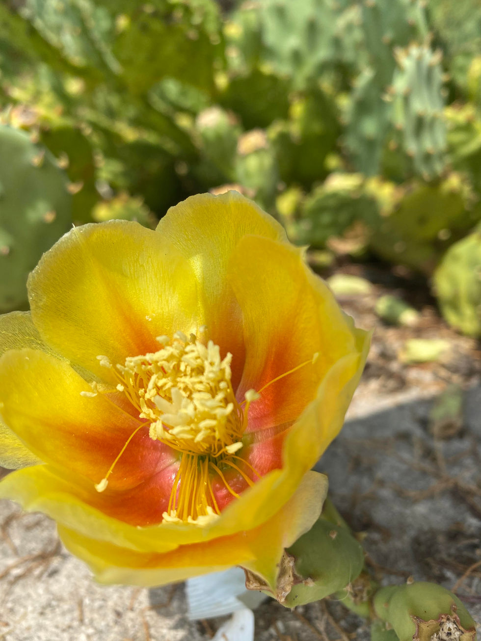 Veli Iž, Croatia, 2024.