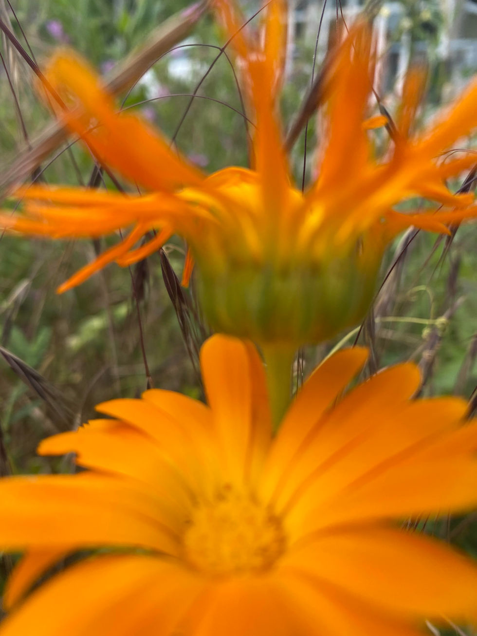 Close-up of bright orange wildflowers with blurred green meadow background, creating a soft, vivid spring scene.