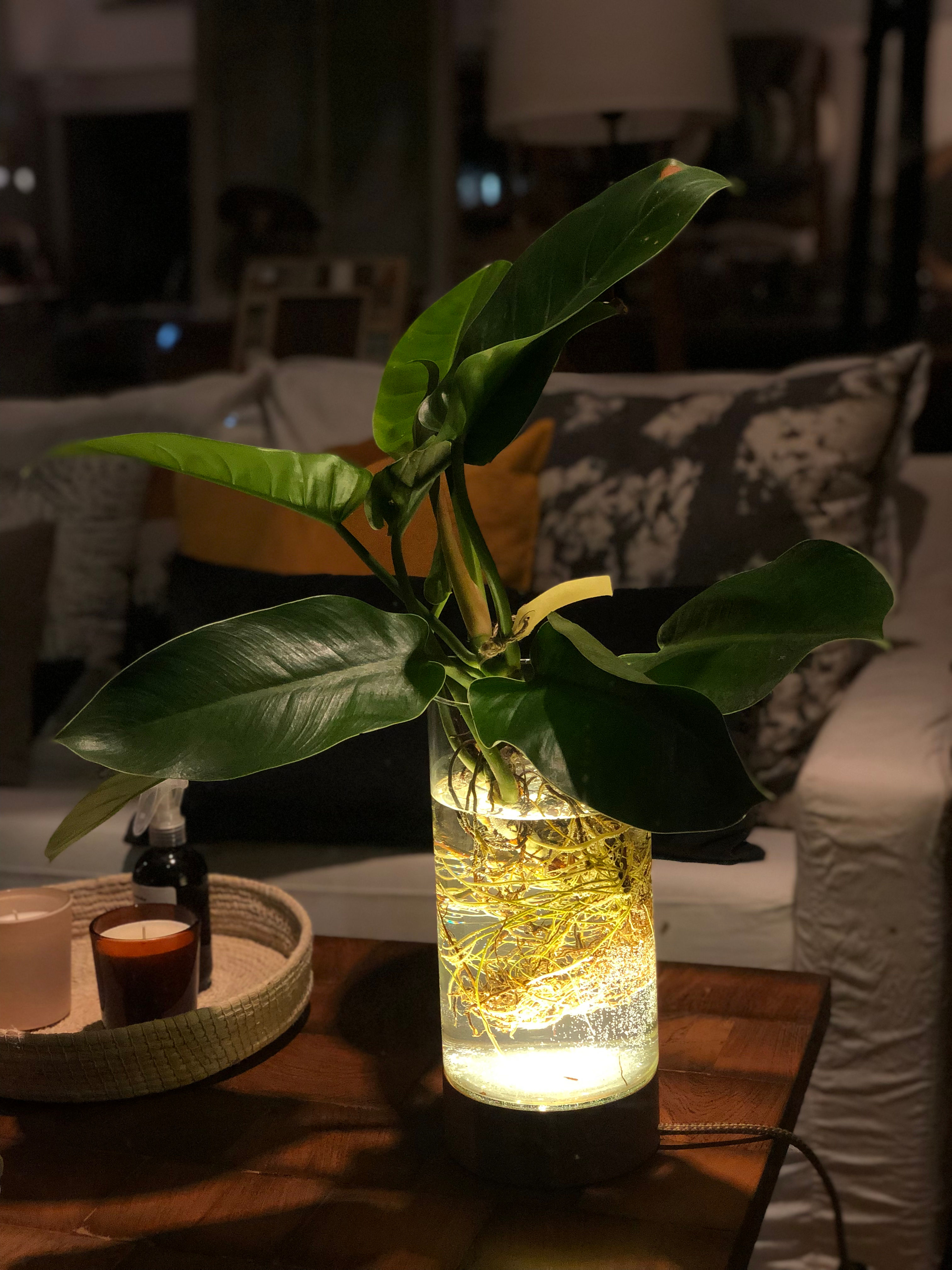 Florero Luz con planta