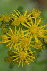 IMGP1488 crop sm TR.jpg