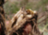 Cyphocleonus achates