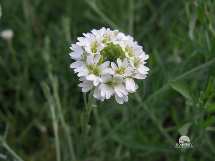 Hoary Alyssum the Toxic Invader